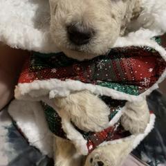 Double Doodle Puppies from Central Valley Cadoodles