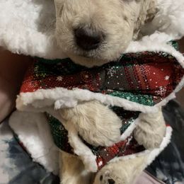 Double Doodle Puppies from Central Valley Cadoodles
