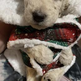 Double Doodle Puppies from Central Valley Cadoodles