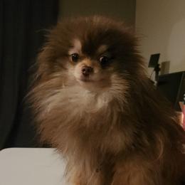 Choco - Pomeranian