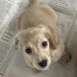 Lucky - Cream male Dachshund puppy in Spencer, Ohio from JAM Doxies