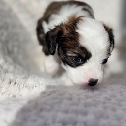 Chinese Crested Puppies from Royal Chinese Crested