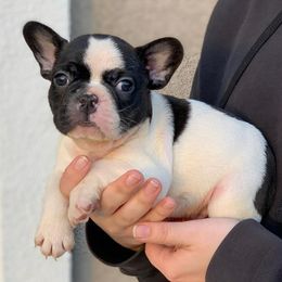 French Bulldogs from Nor Cal Fuego Frenchies