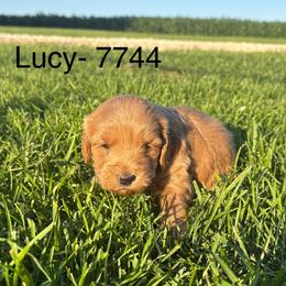 Boy 5- 7744 - Apricot male Goldendoodle puppy in Wever, Iowa from JK Royal Lines