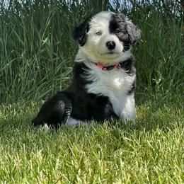 English Shepherd Puppies from Organic Heritage English Shepherds