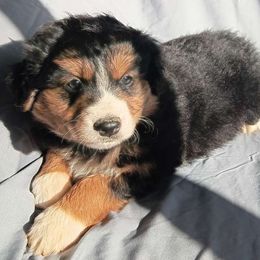 Houdini - Black tri Miniature Australian Shepherd puppy in Yucca Valley, California from Pedroza Farm