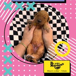 Dr. Martens - Red  male Goldendoodle puppy in Garland, Texas from Twilight Doodles