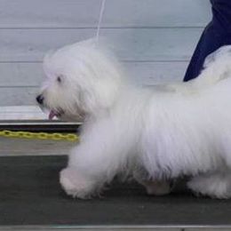 Cotons de Tulear and Pembroke Welsh Corgis from Kacia Kennels