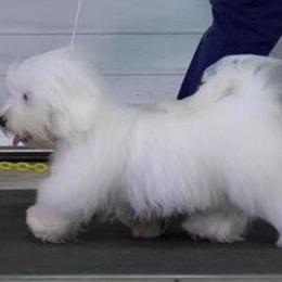Cotons de Tulear and Pembroke Welsh Corgis from Kacia Kennels