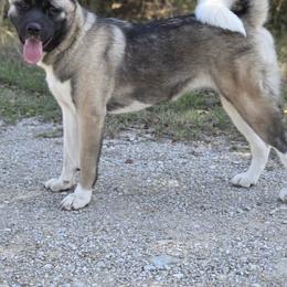 Buffy - Akita