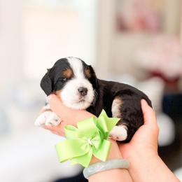 Yoshi-Super Mario - Tri-color male Bernedoodle puppy in Ontario, California from Teddy Doodles & Standard Poodles