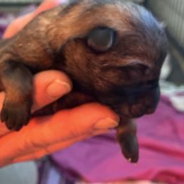 Pretty dark Sable girl - Sable female German Shepherd puppy in Grantsville, Utah from Vom Haus Denfors K9 - Working German Shepherds