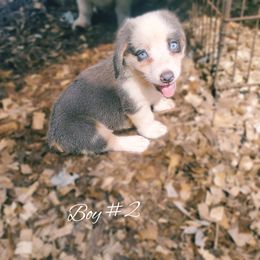 Boy 2 - Gray and white male American Corgi puppy in Natchitoches. La, Louisiana from Bleu Bayou Corgis