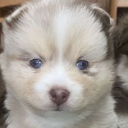 Pomskies from Blue Road Pomskies