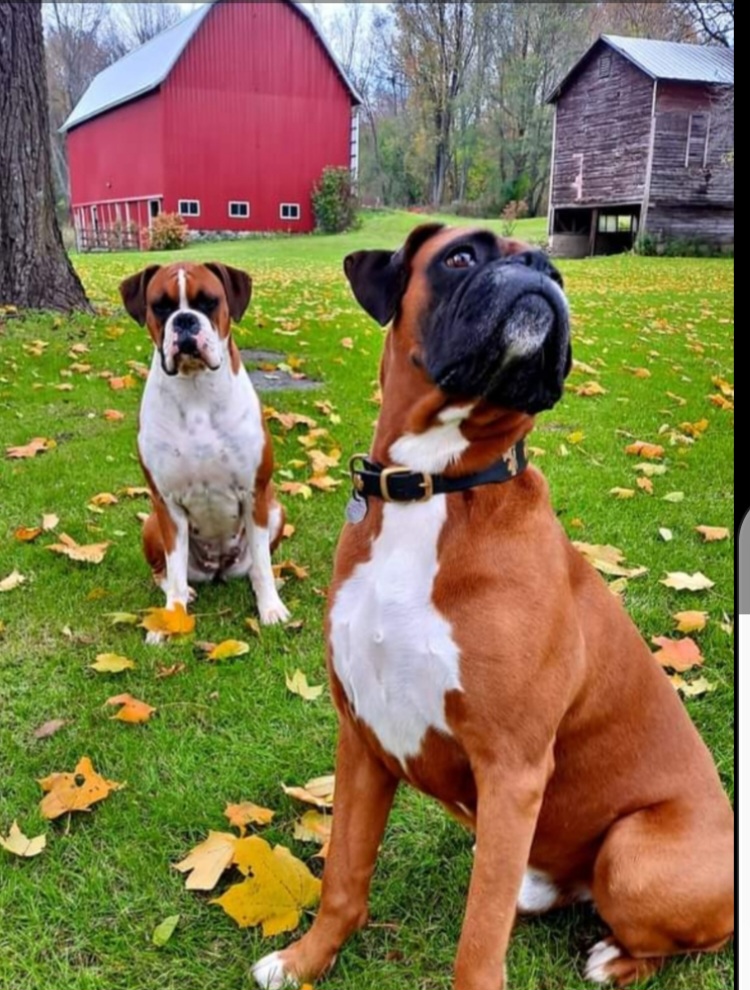 Boxer Puppies from Hope's Beautiful Boxers