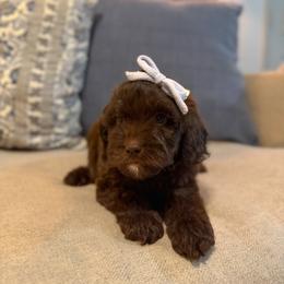 Salty - Chocolate female Cavapoo puppy in Colcord, Oklahoma from Copper Lane Aussies, Doodles & Cavapoos