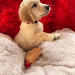 Golden Retriever Puppies from American True Golden retriever