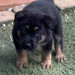 Winston - Black and red male German Shepherd puppy in Charlottesville, Virginia from AB_Elite_GSD