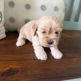 Kinsley - Buff female Cockapoo puppy in Paradise, Texas from 4W’s F2 Cockapoos