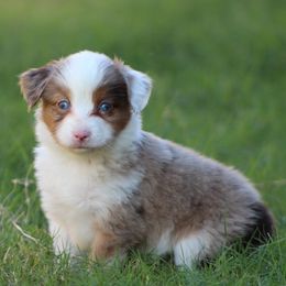 Miniature Australian Shepherds and Toy Australian Shepherds from KangaRoos Little Aussies
