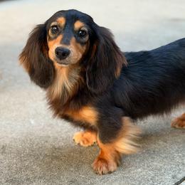 Mable - Dachshund