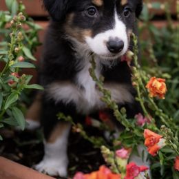 Nova - Black tri-color female Australian Shepherd puppy in Oakland City, Indiana from Moonlightaussies