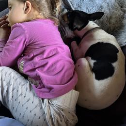 Rat Terrier Puppies from Haiku Rat Terriers