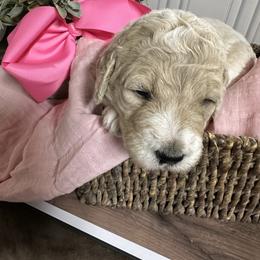 Willow- pink collar female - Parti female Goldendoodle puppy in Silsbee, Texas from Barkley Lane Doodles LLC