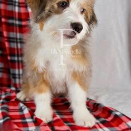 Angel - Blue merle female Bernedoodle puppy in Tulsa, Oklahoma from The Poodle Co. Raising Doodles & Poodles