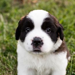 Saint Bernard Puppies from Minnie's Majestic Saints
