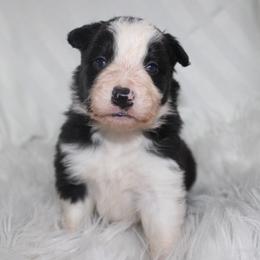 Wolfe - Black and white male Border Collie puppy in Cedartown, Georgia from Ferguson Border Collies