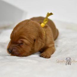Yellow F - Golden Retriever puppy in Hall, Montana from Goosetown Goldens