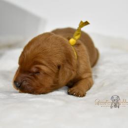 Yellow F - Golden Retriever puppy in Hall, Montana from Goosetown Goldens