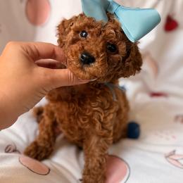 Girl 2 - Red  female Poodle puppy in Miami, Florida from Sakura Poodles