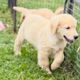 Chirp - Light golden female Golden Retriever puppy in Saint Pauls, North Carolina from Copperfield’s Goldens