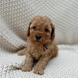 Lucy - Apricot female Goldendoodle puppy in Fountain Valley, California from Fountain Valley Doodles