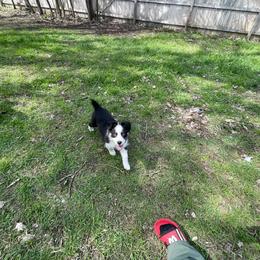 Onyx - Black tri-color female Australian Shepherd puppy in Kenosha, Wisconsin from Out of this World Aussies