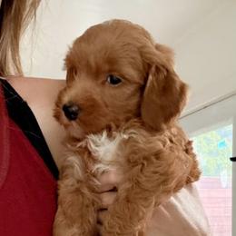 Male 1 - Red  male Goldendoodle puppy in Clarksville, Tennessee from Tennessee Goldendoodles, since 2014