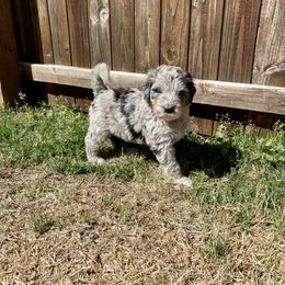 Goldendoodle, Labradoodle, and Sheepadoodle Puppies from The Parrish Doods