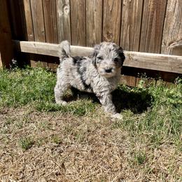 Goldendoodle, Labradoodle, and Sheepadoodle Puppies from The Parrish Doods