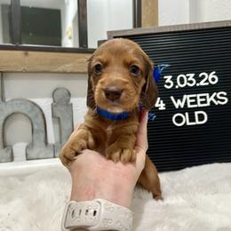 Woody - Red male Dachshund puppy in Goodyear, Arizona from AZ Low Life Doxies