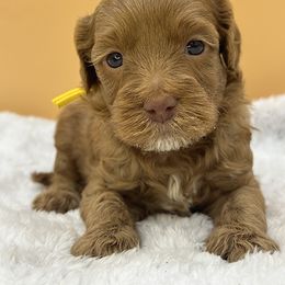 Yellow - Red male Australian Labradoodle puppy in Sacramento, California from Adorable Labradoodle