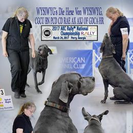 Great Danes from WYSIWYG Great Danes