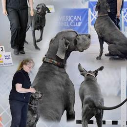 Great Danes from WYSIWYG Great Danes