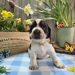 Dragonfly - Liver white and tan English Springer Spaniel puppy in Saginaw, Michigan from Kemerer Springers