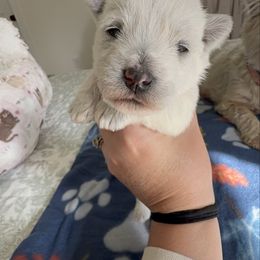 Hot Pink Girl - White female West Highland White Terrier puppy in Boaz, Alabama from Creekside Westies