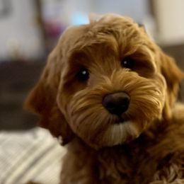 Goldendoodles from Willow Toldree Doodles