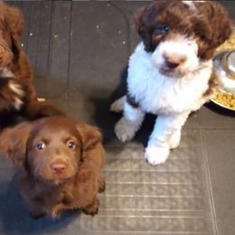 Aussiedoodles, Double Doodles, Golden Aussiedoodles, and Poodles from Doodle Gardens
