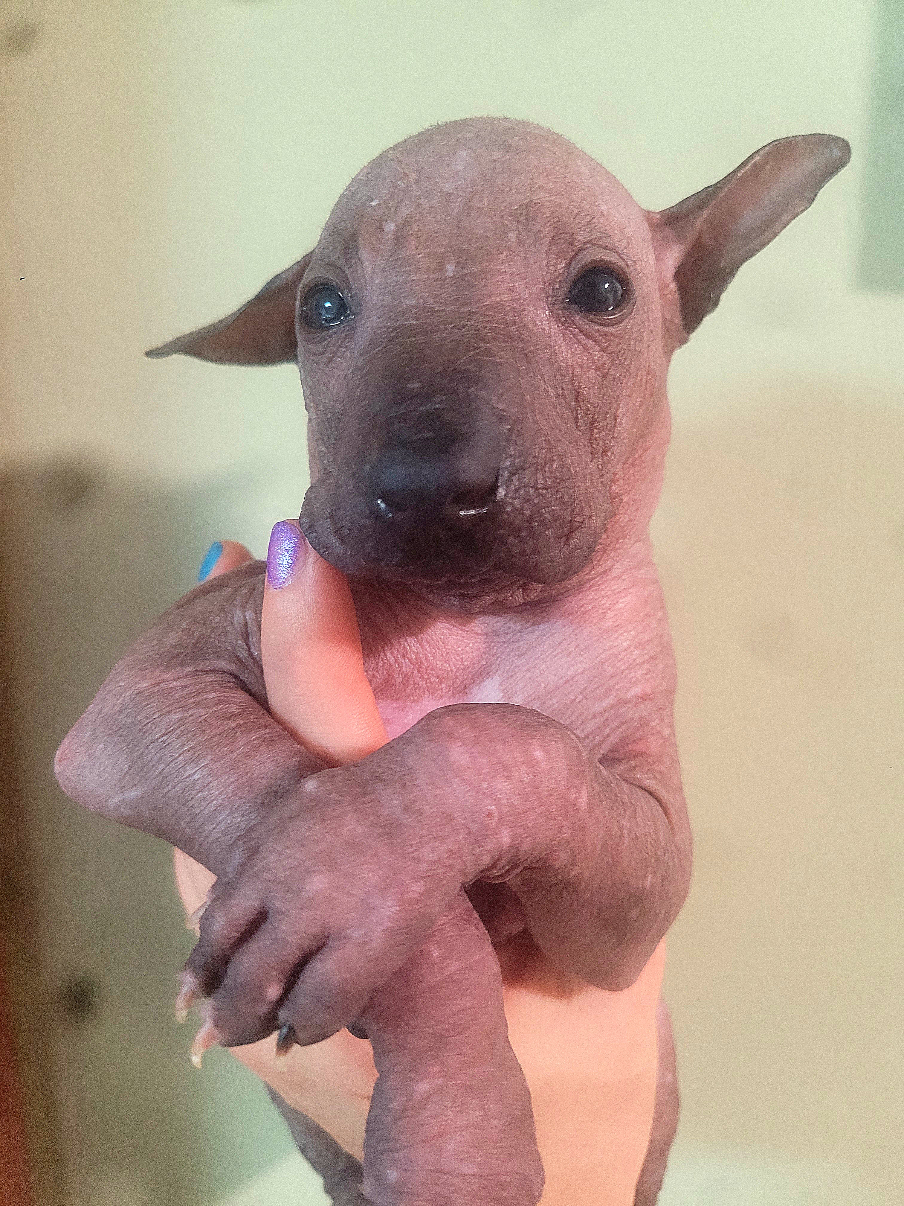 Xoloitzcuintli Puppies from Experience The Wild