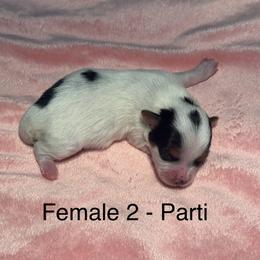 Yorkshire Terrier Puppies from Tails of Grace